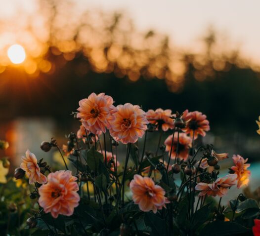 Rosa blommor i fokus mot en solnedgång i bakgrunden.