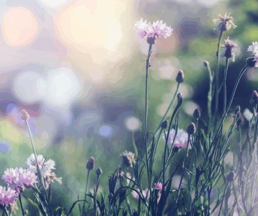 Blommor med rosa blommor i en dimmig, naturlig bakgrund.